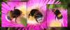 Bombus sp.